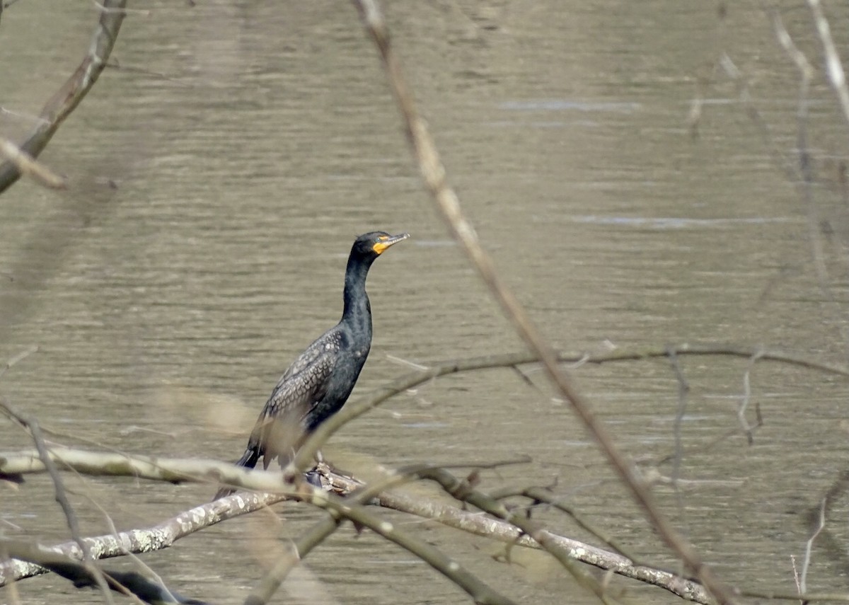 Double-crested Cormorant - ML435172341