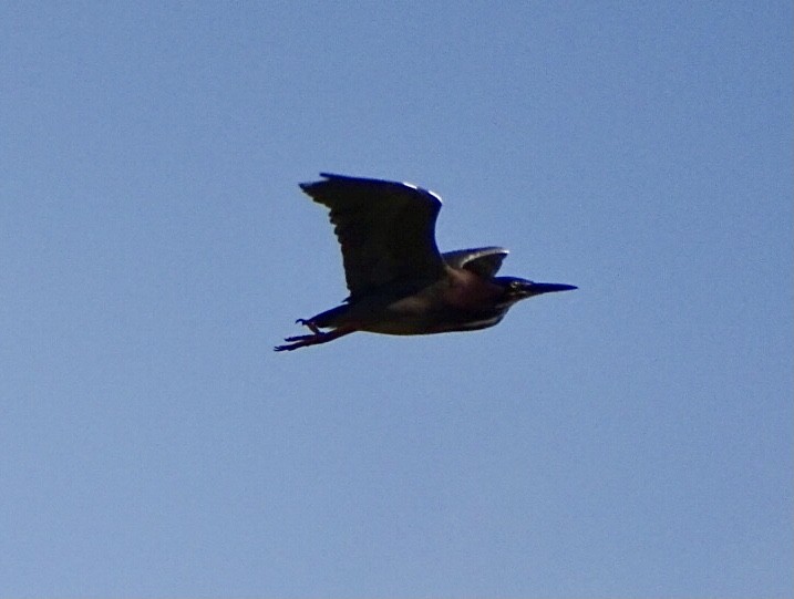 Green Heron - ML435172411