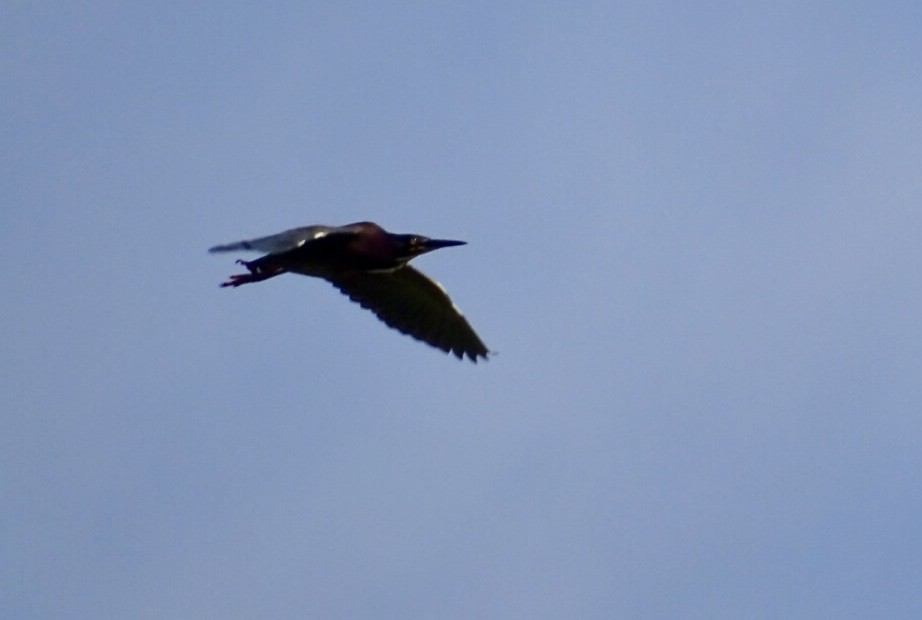 Green Heron - ML435172421