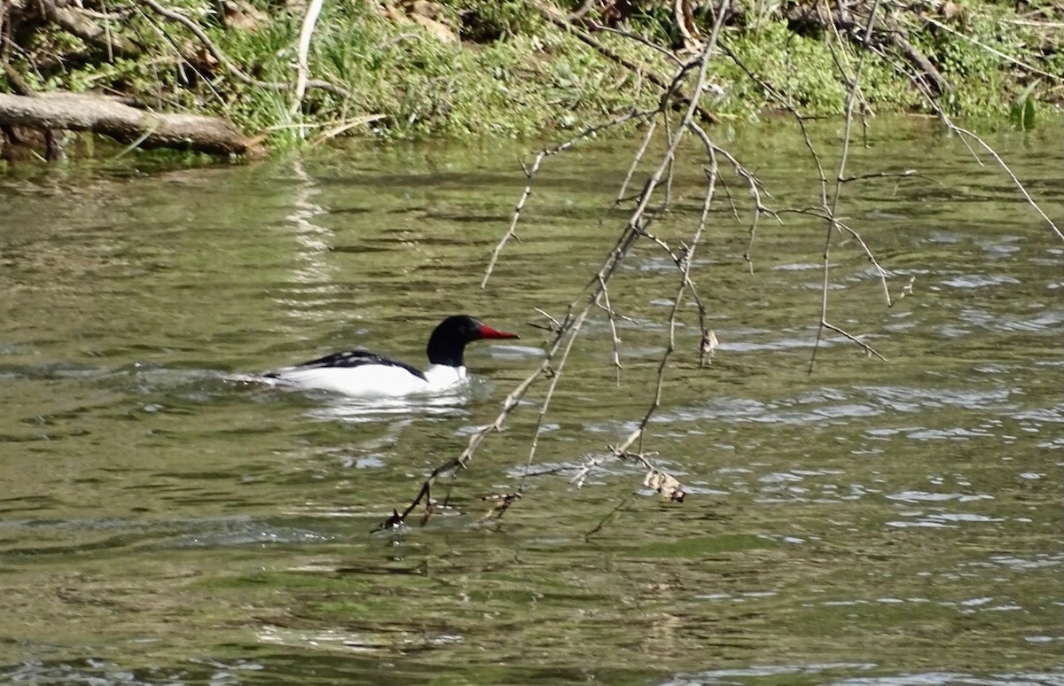 Common Merganser - ML435172701