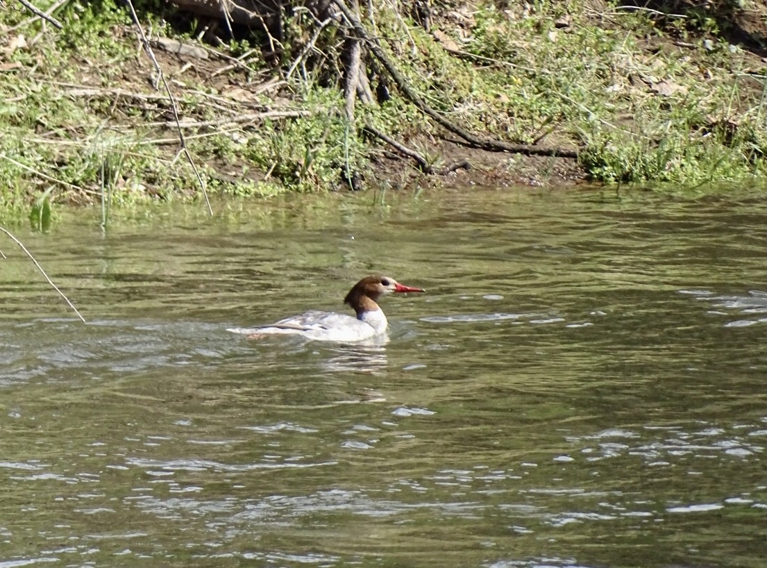 Common Merganser - ML435172711