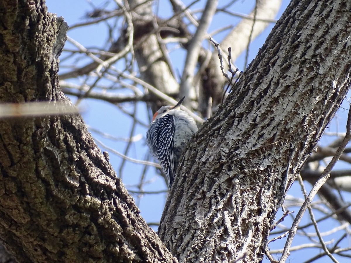 Red-bellied Woodpecker - ML435172771