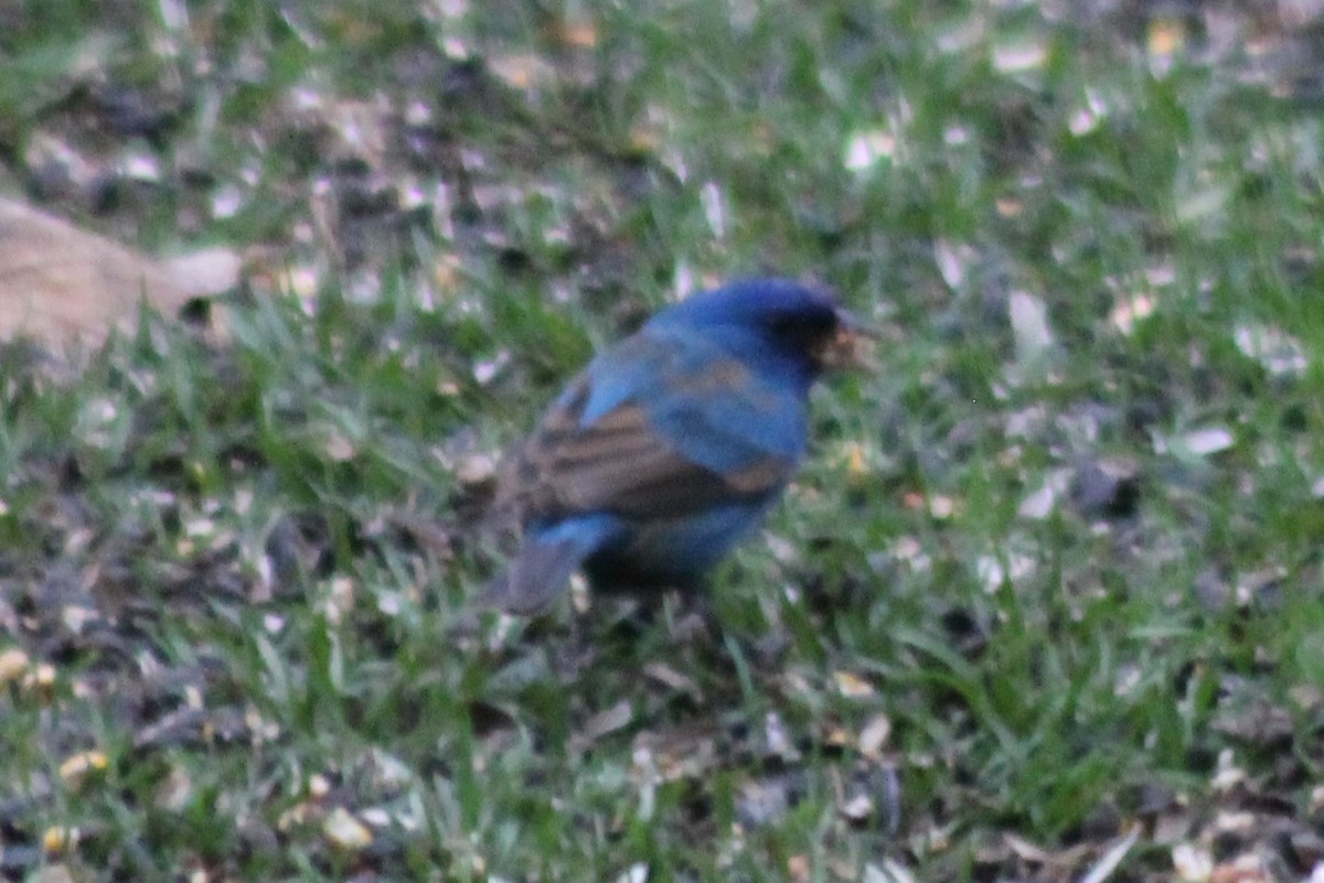 Passerin indigo - ML435173601