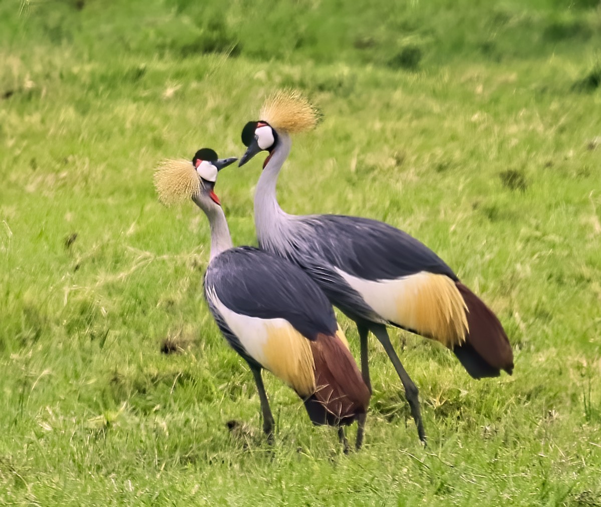 Gray Crowned-Crane - ML435174631