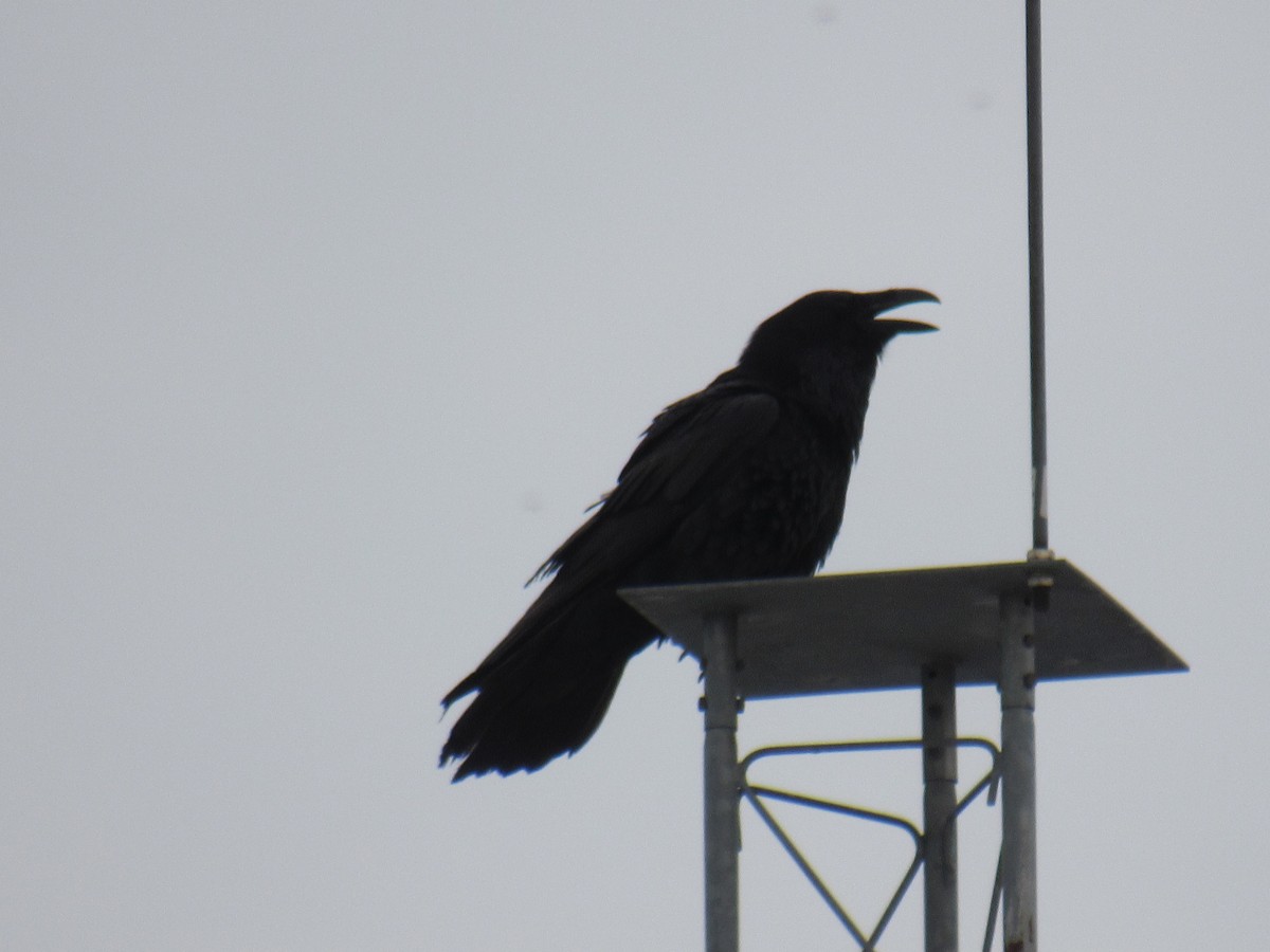 Common Raven - ML435174851