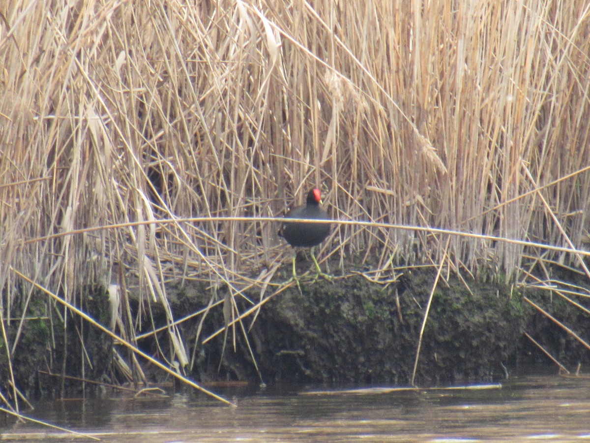 Common Gallinule - ML435175231