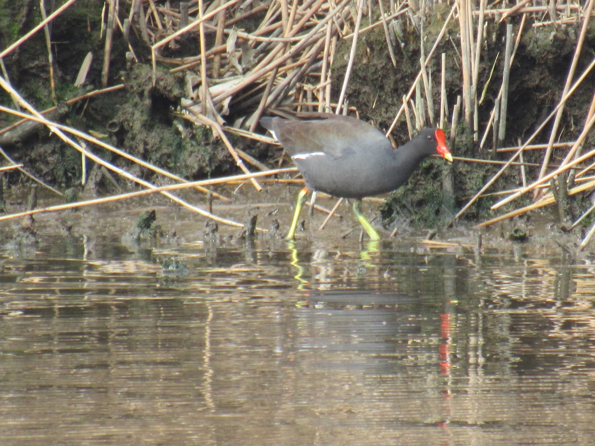 Common Gallinule - John Coyle