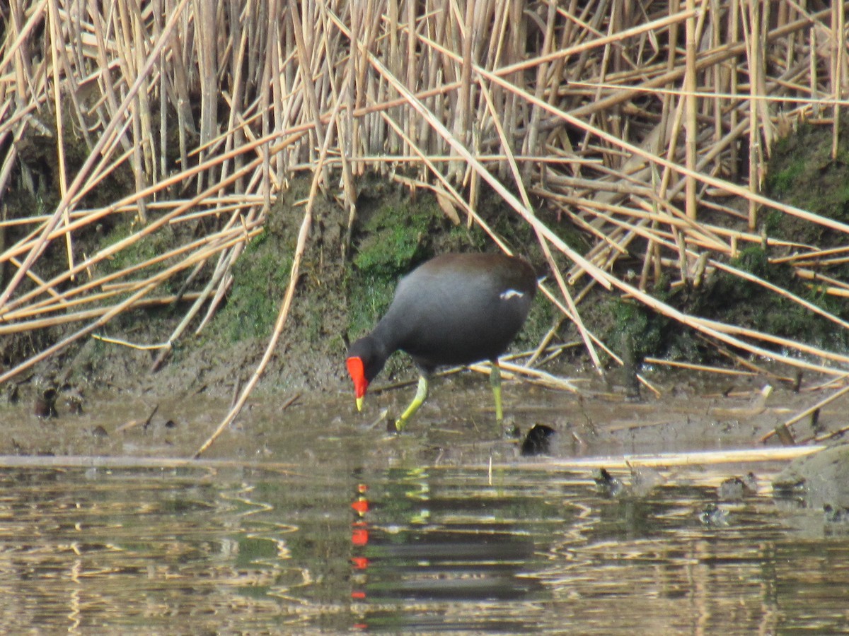 Common Gallinule - John Coyle