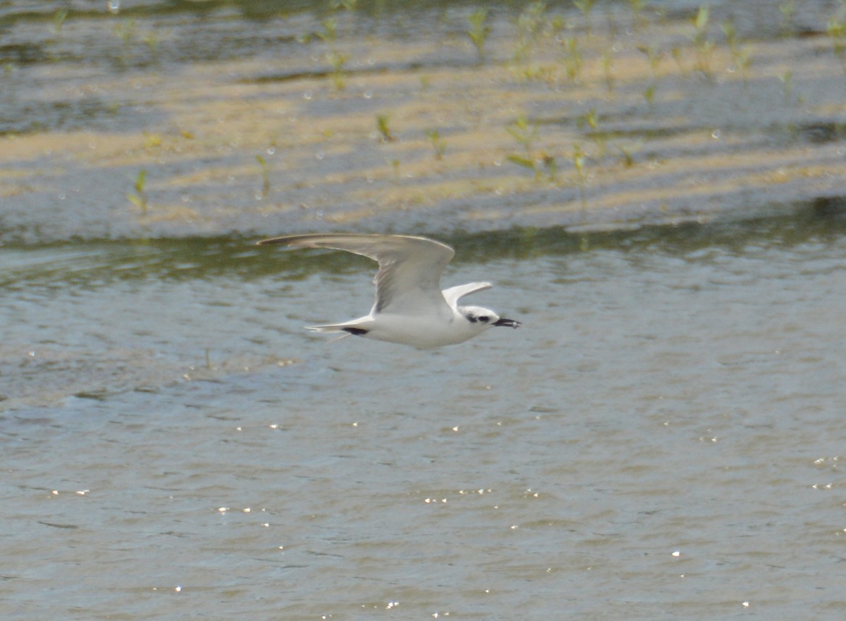 Whiskered Tern - ML43517591