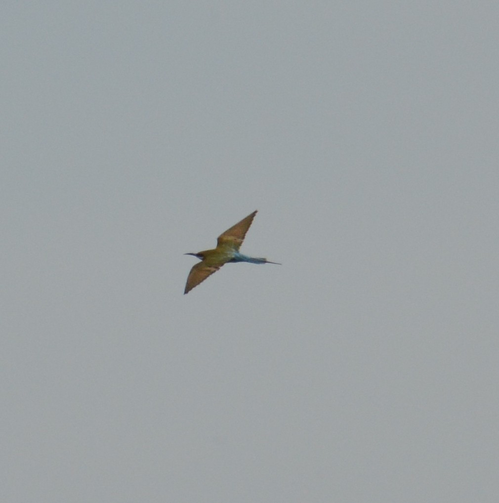 Blue-tailed Bee-eater - ML43517681