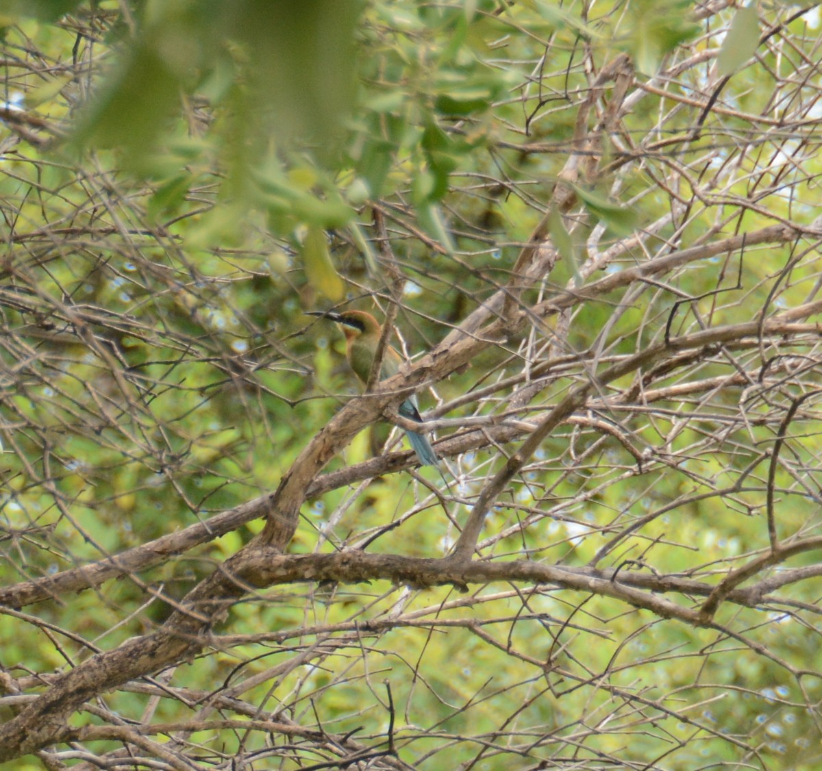Blue-tailed Bee-eater - Ari Noviyono