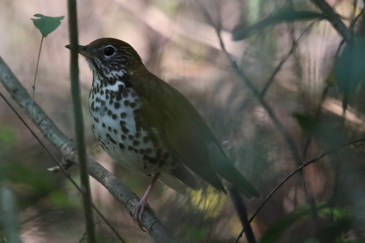 Wood Thrush - ML435177011