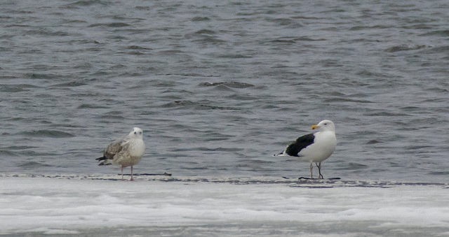 Great Black-backed Gull - Anna Szal Russ G