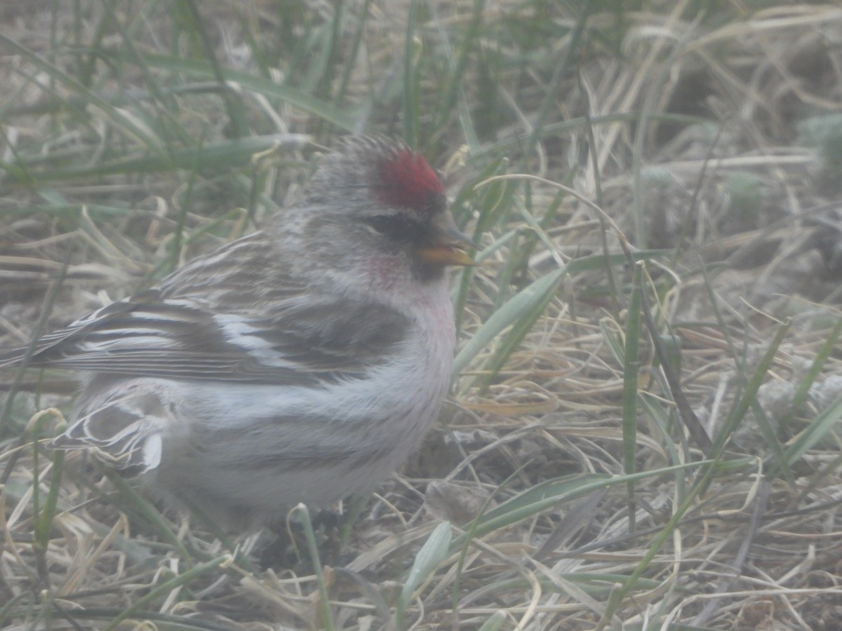 Common Redpoll - ML435180971