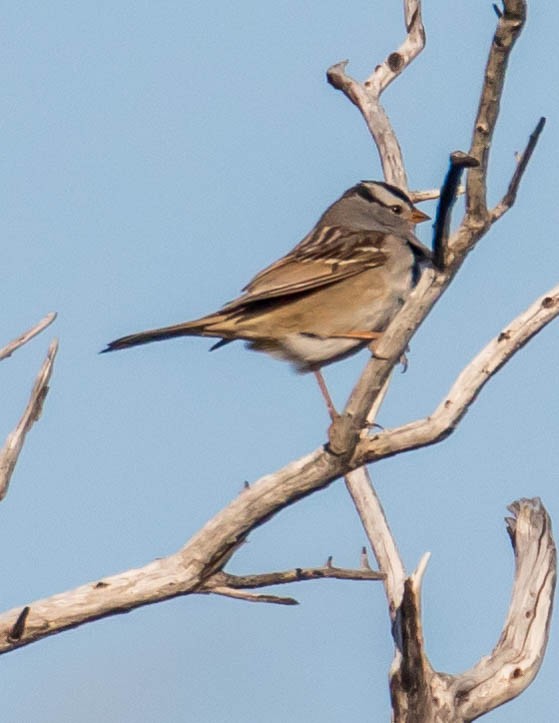 White-crowned Sparrow - ML435182261