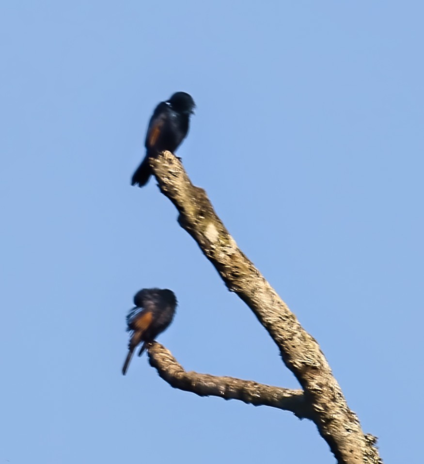 Kenrick's Starling - ML435182531