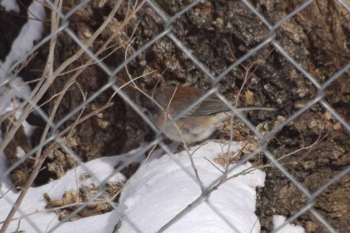 Dark-eyed Junco - ML43518271