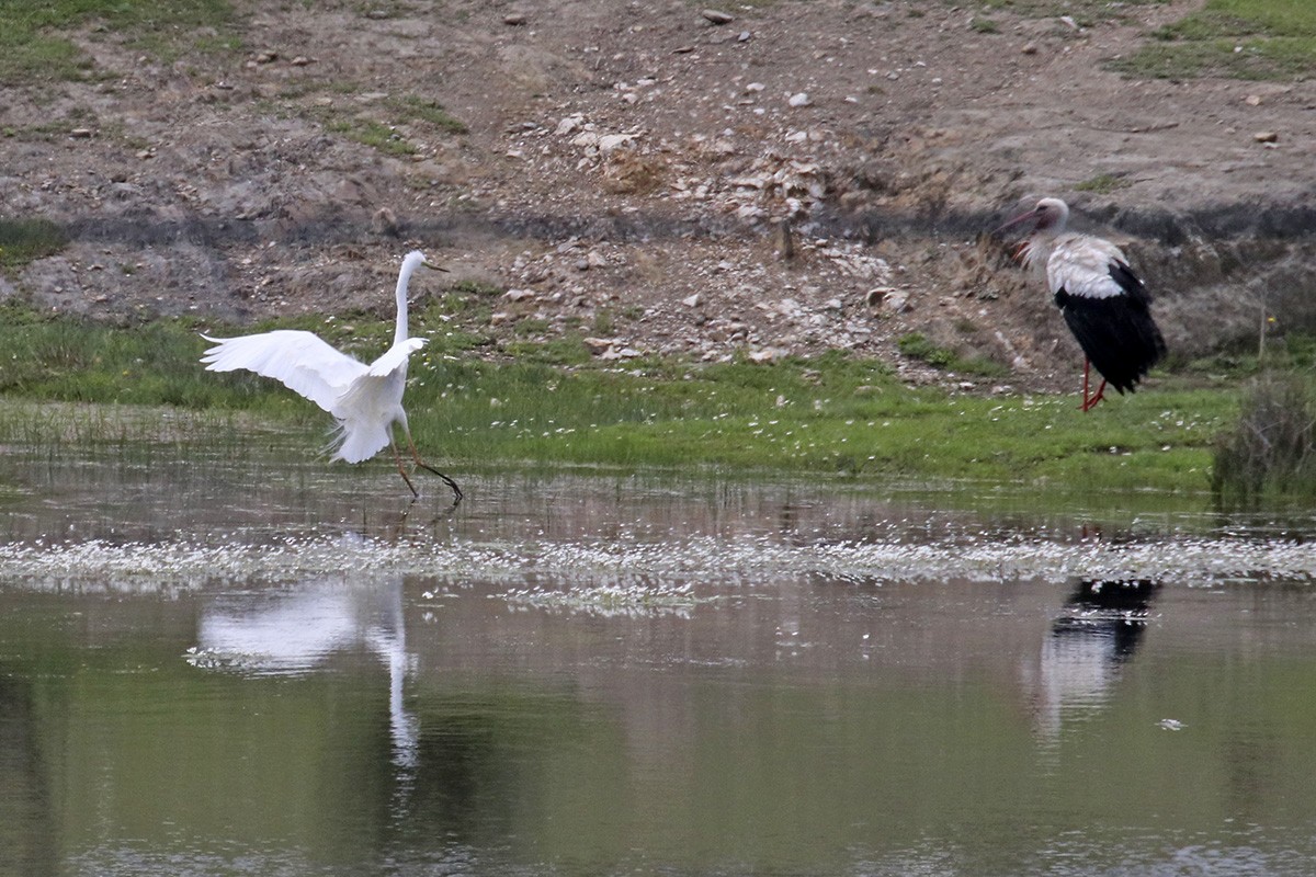 White Stork - ML435183401