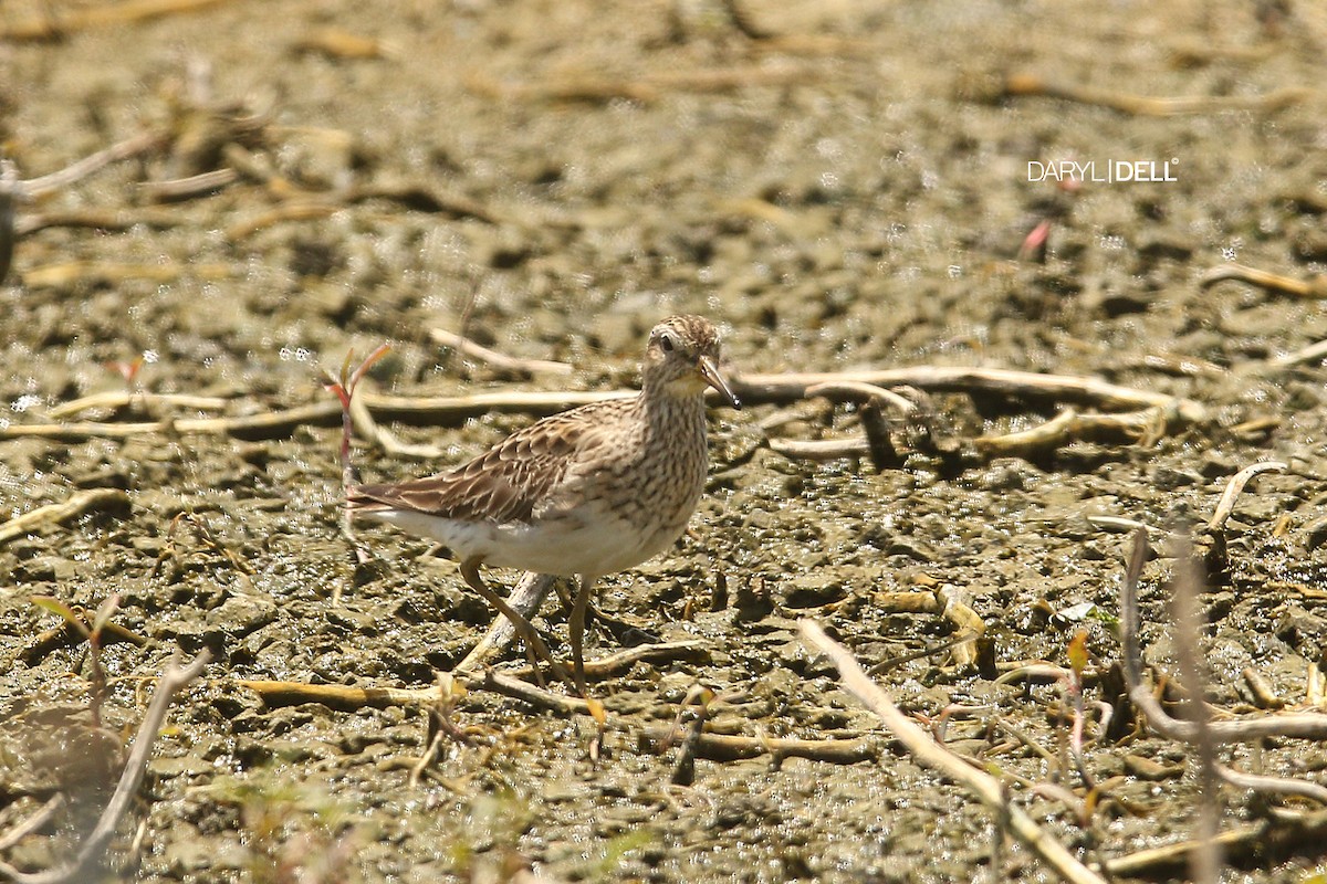 Pectoral Sandpiper - ML43518371