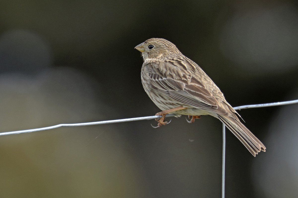 Corn Bunting - Francisco Barroqueiro