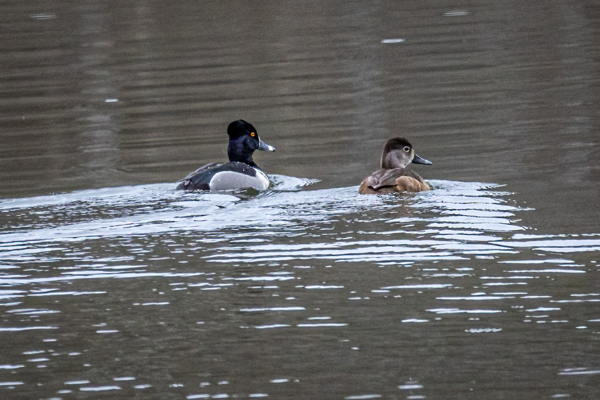 Ring-necked Duck - Michael Foster