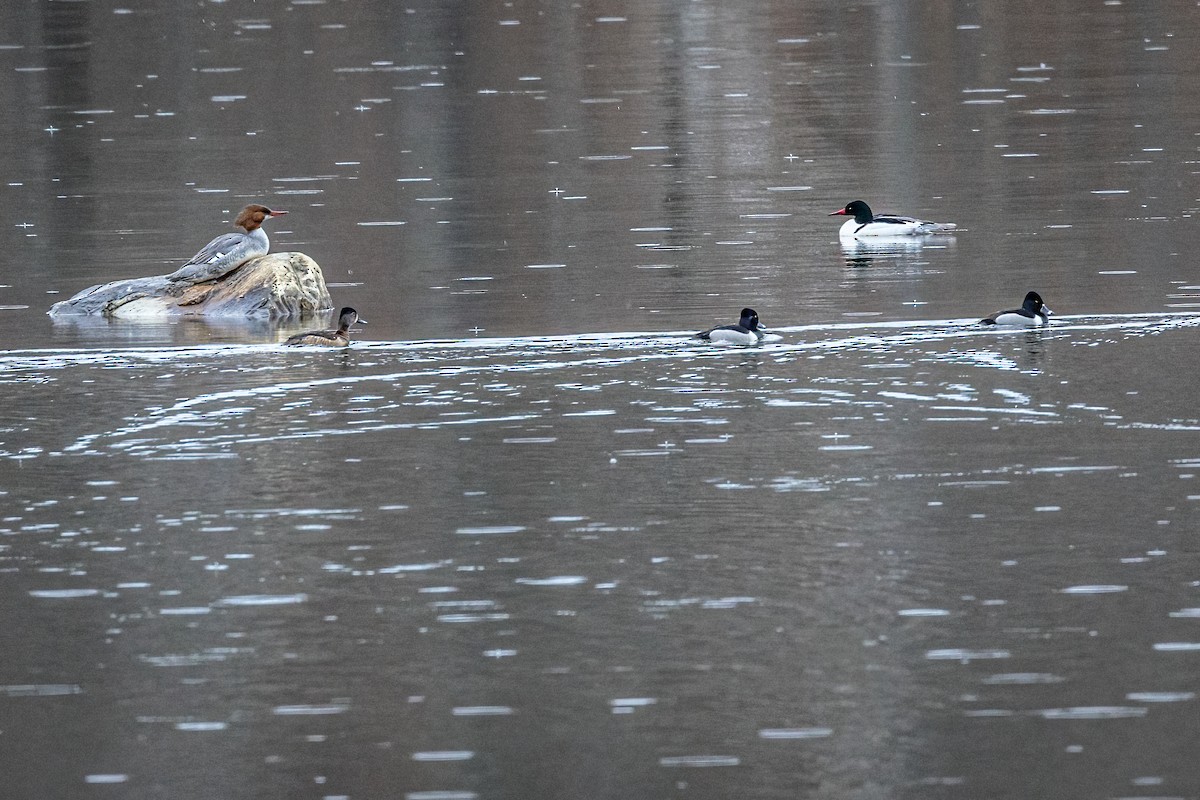 Common Merganser - ML435185751