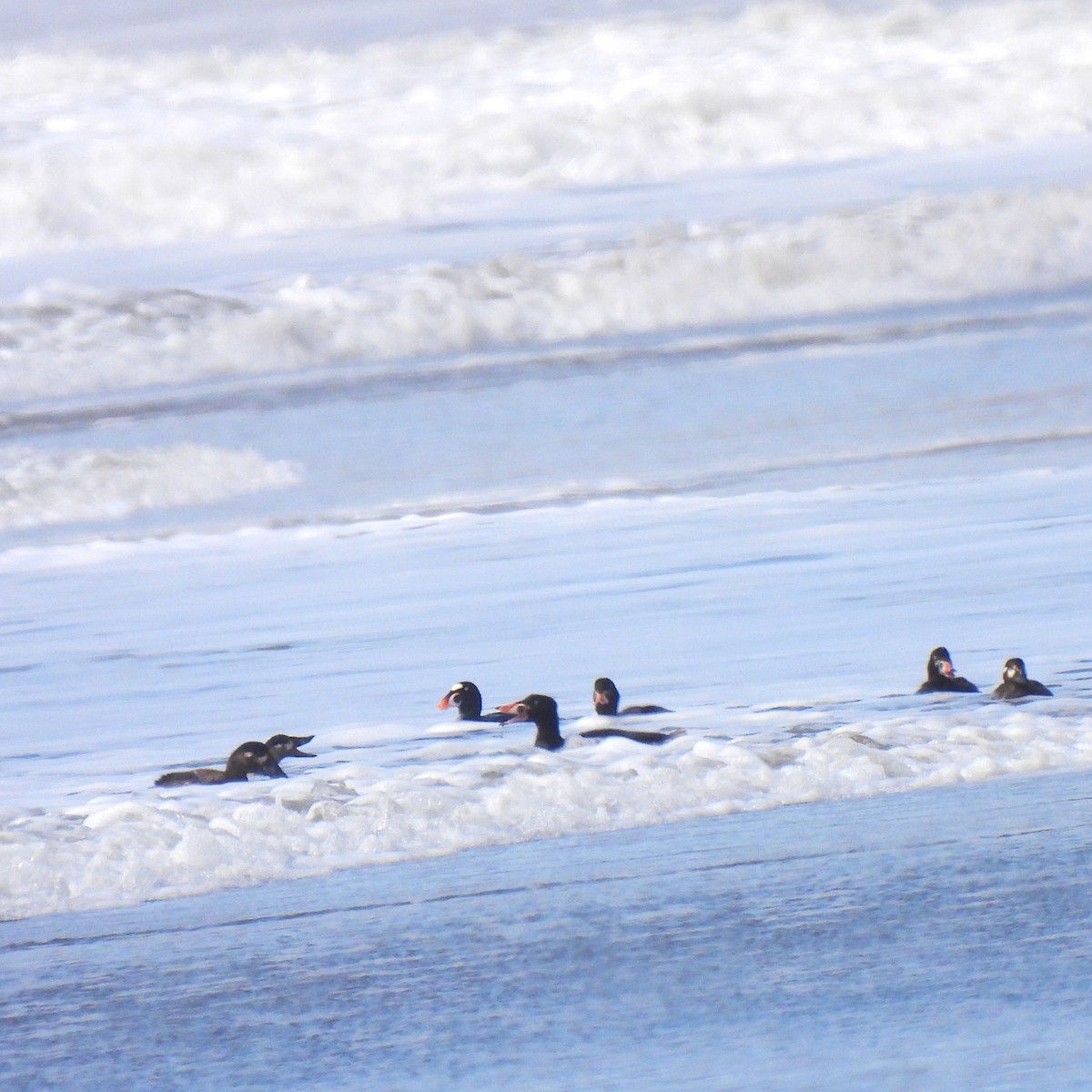 Surf Scoter - ML435186171