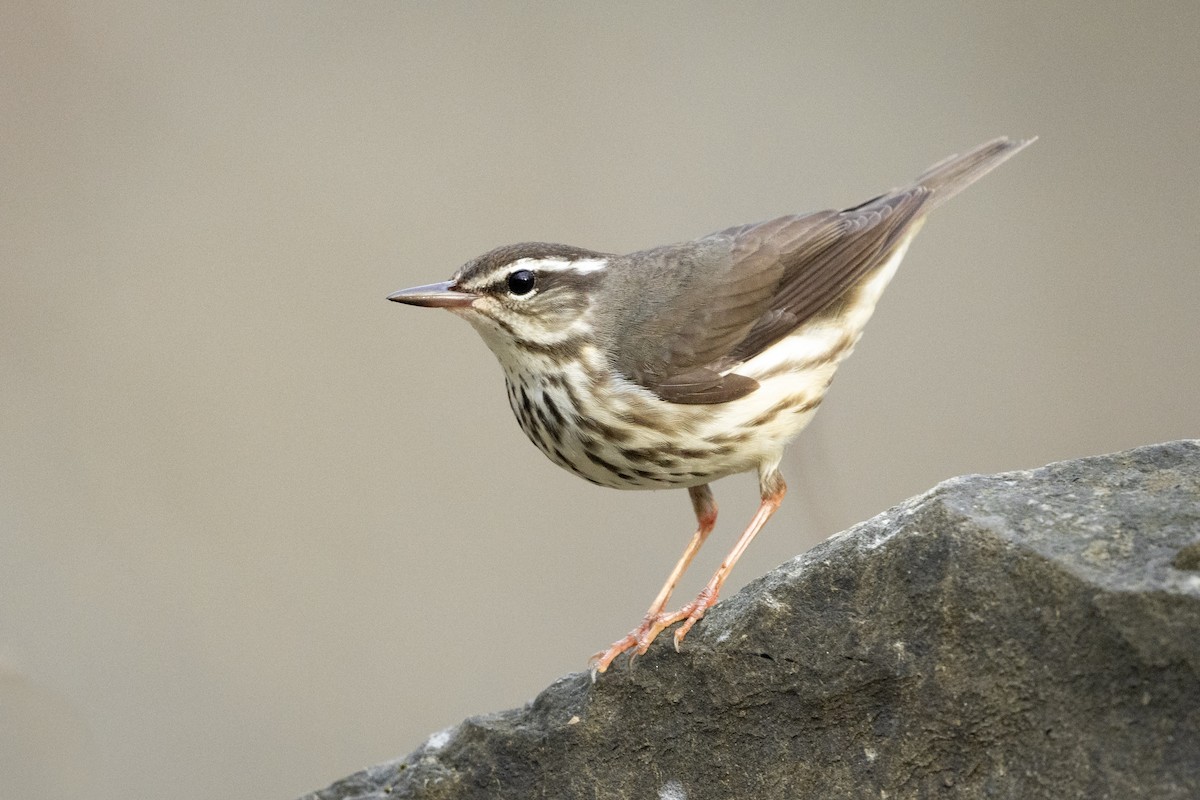 Louisiana Waterthrush - ML435187311