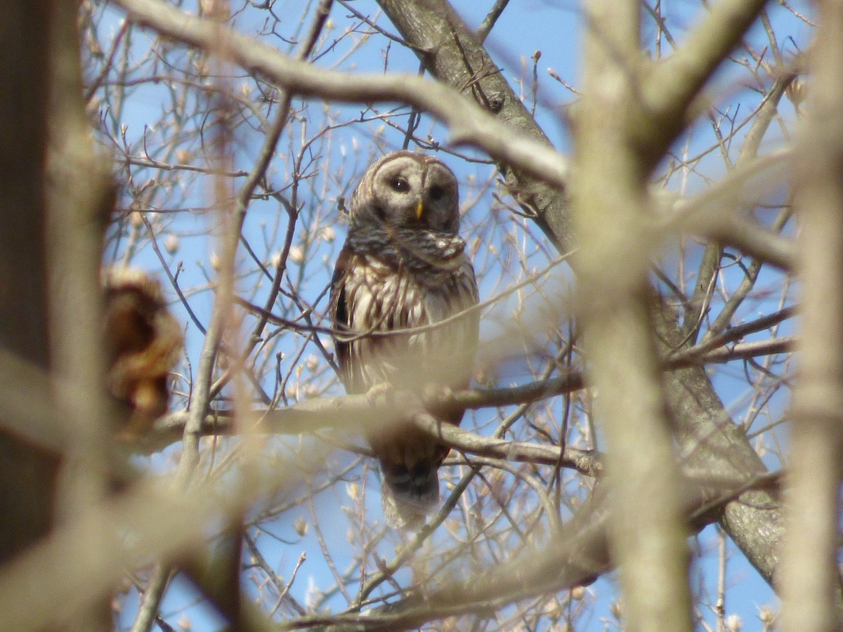 Barred Owl - ML435187701