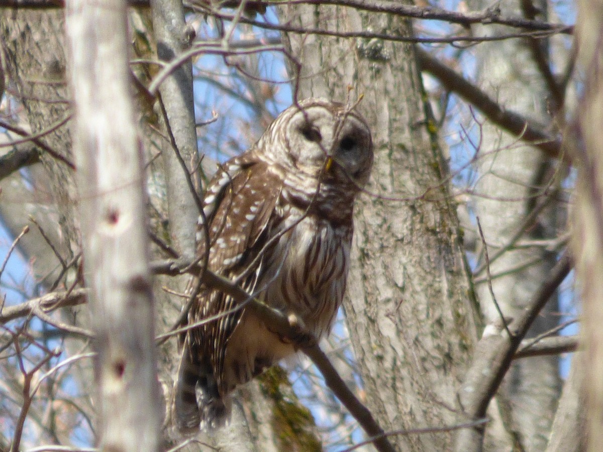 Barred Owl - ML435187711