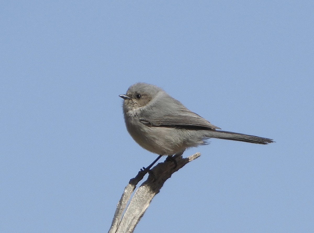 Bushtit - ML435188131