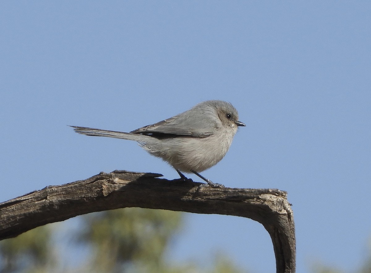 Bushtit - ML435188141