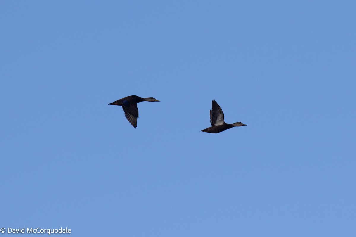 American Black Duck - ML435188481