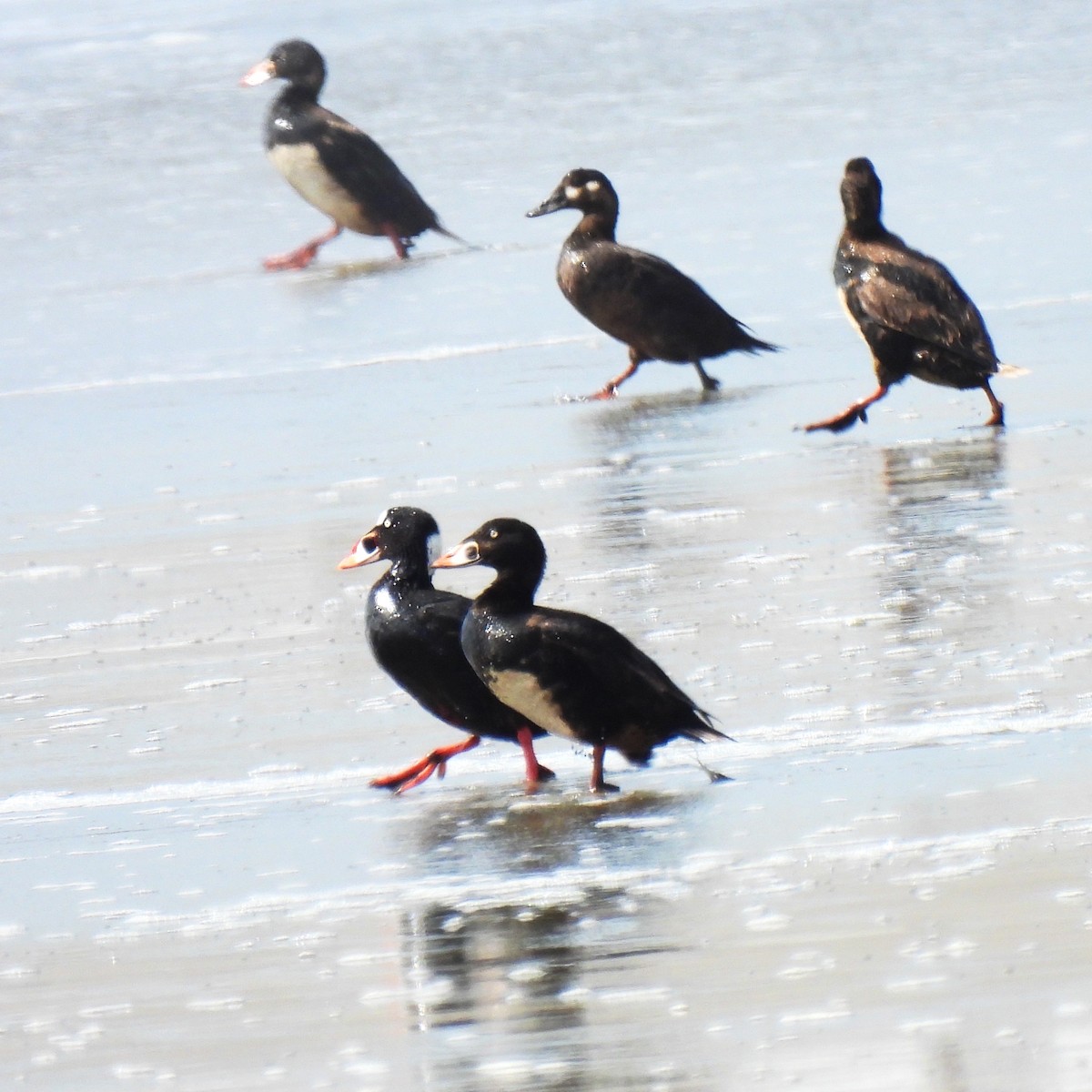 Surf Scoter - ML435188901