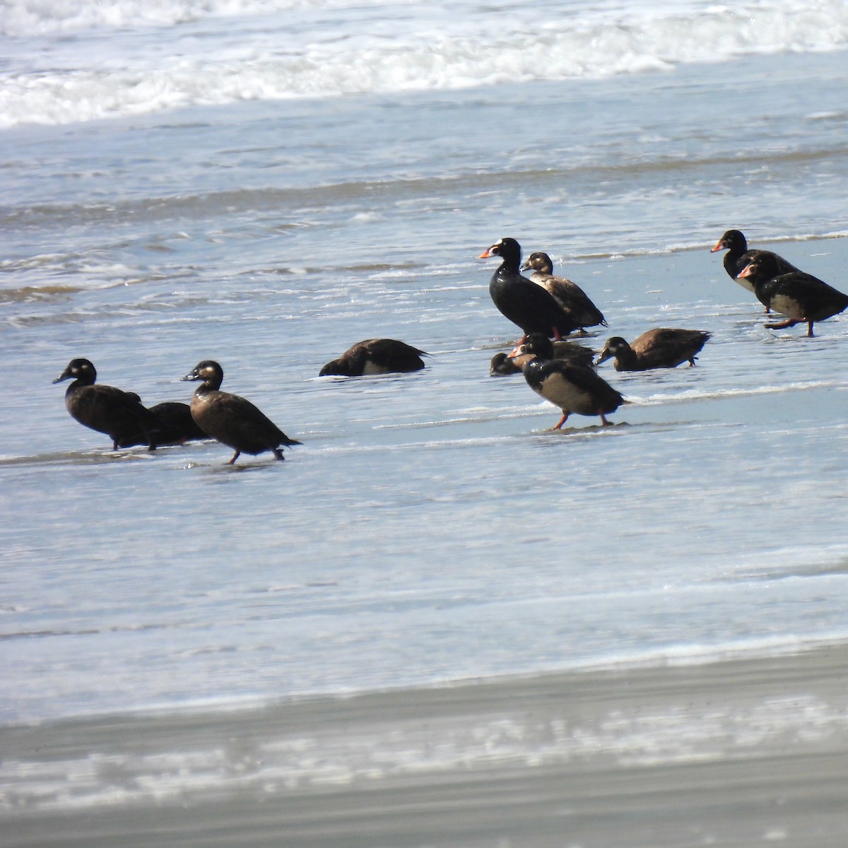 Surf Scoter - ML435188911