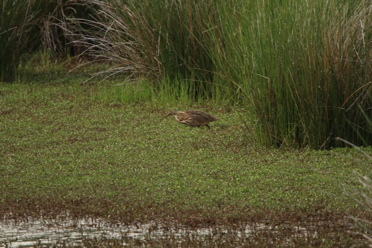 American Bittern - ML435189231