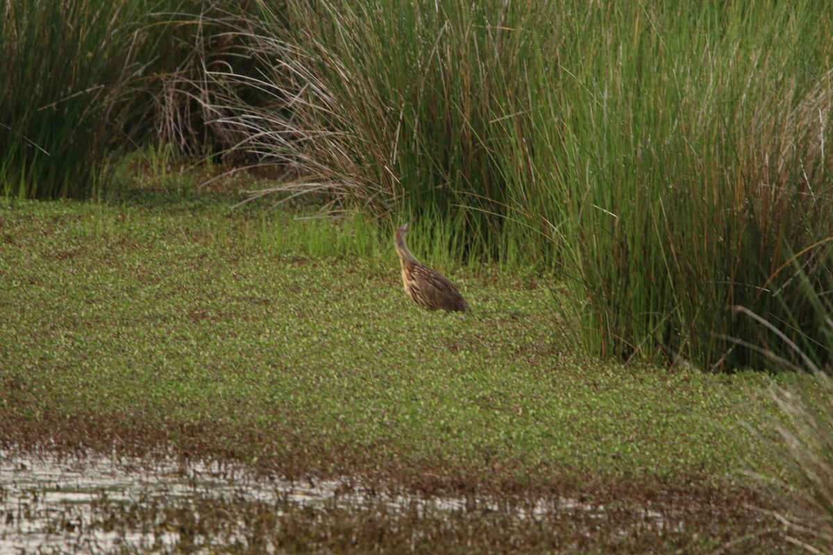 American Bittern - ML435189241