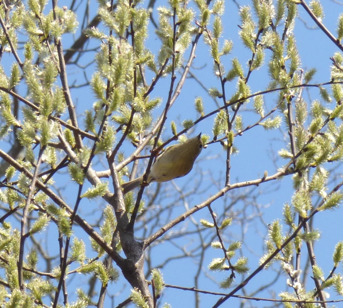 Ruby-crowned Kinglet - Joseph Danza