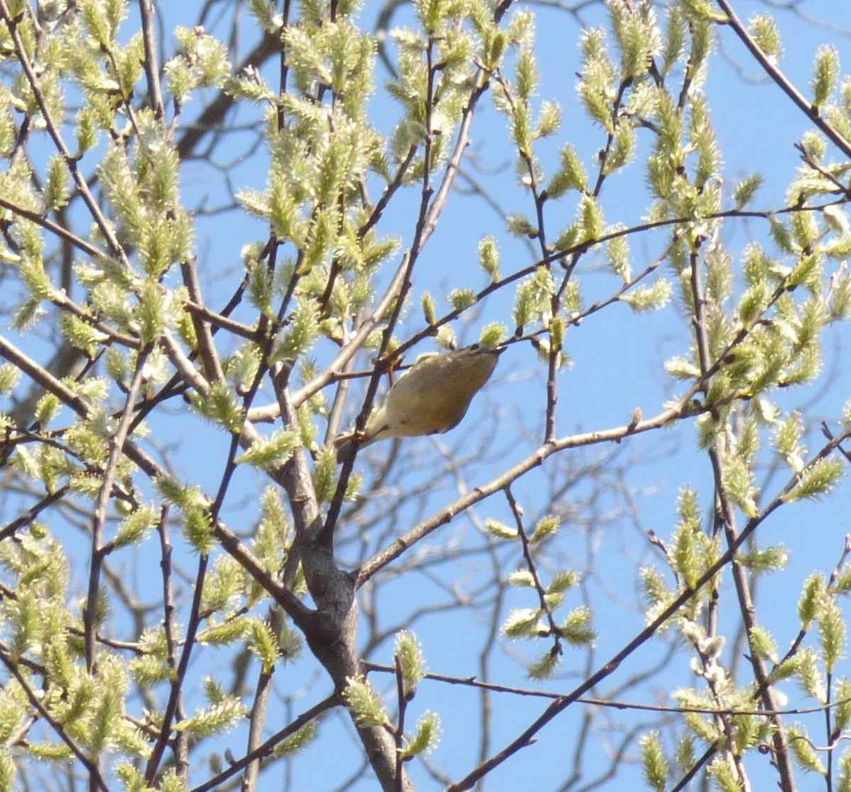 Ruby-crowned Kinglet - ML435189321