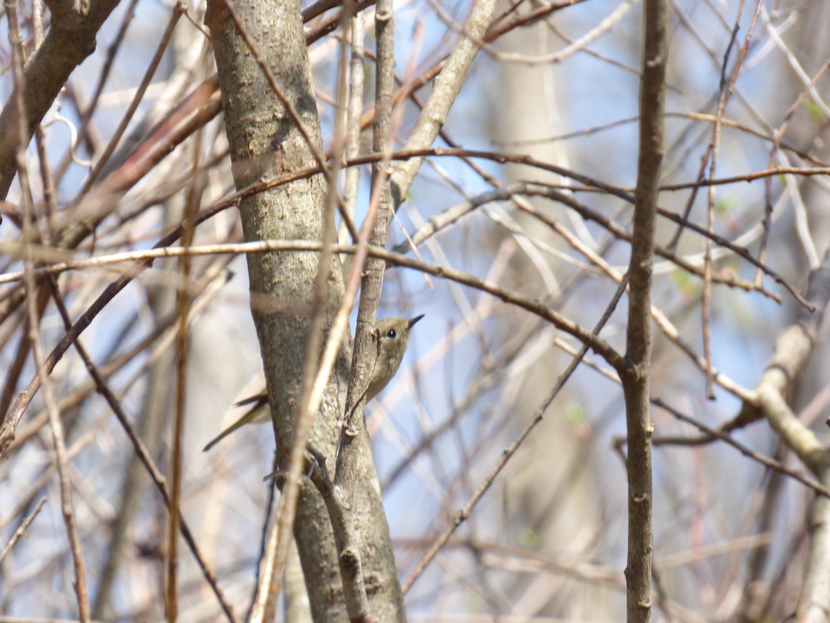 Ruby-crowned Kinglet - ML435189361