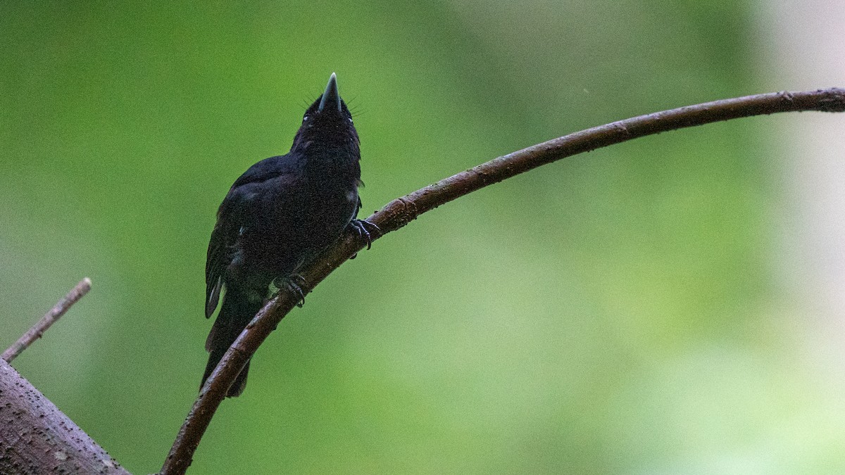 Tahiti Monarch - Javier Cotin