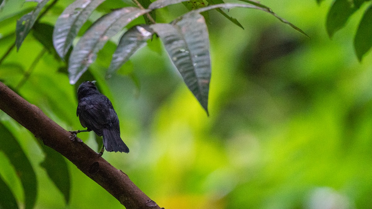 Tahiti Monarch - Javier Cotin