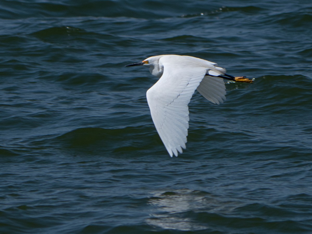 Snowy Egret - ML435192501