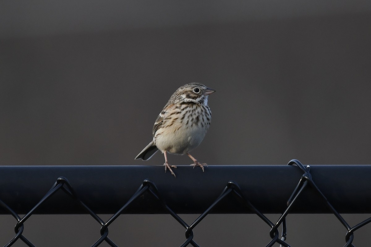 Vesper Sparrow - ML435194201