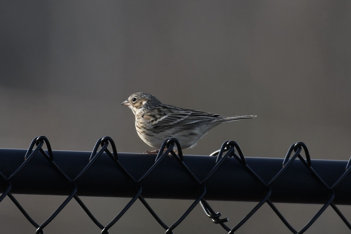 Vesper Sparrow - ML435194541