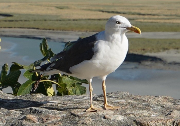 Lesser Black-backed Gull - ML435195021