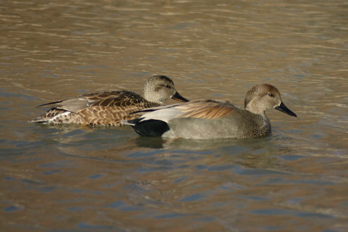 Gadwall - ML435196511