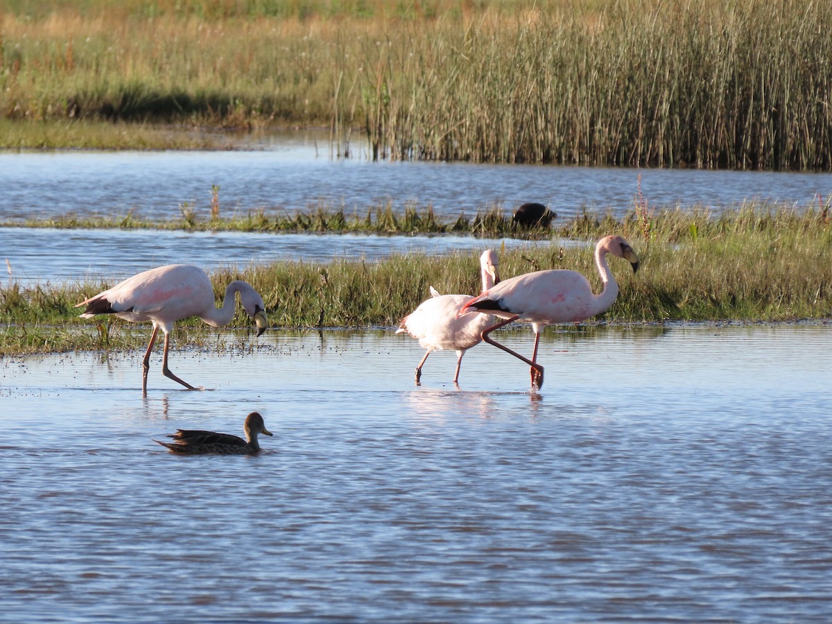 Puna Flamingosu - ML435197911