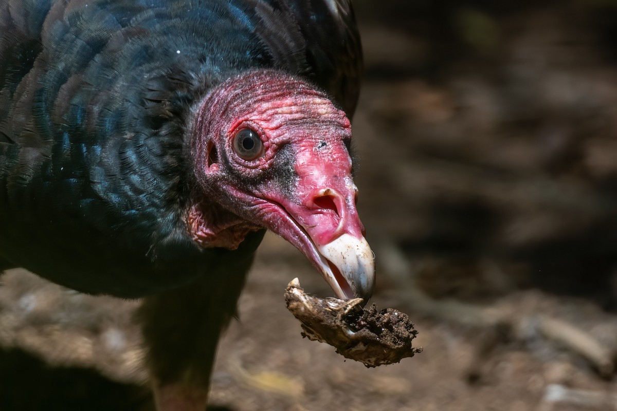 Turkey Vulture - ML435198481