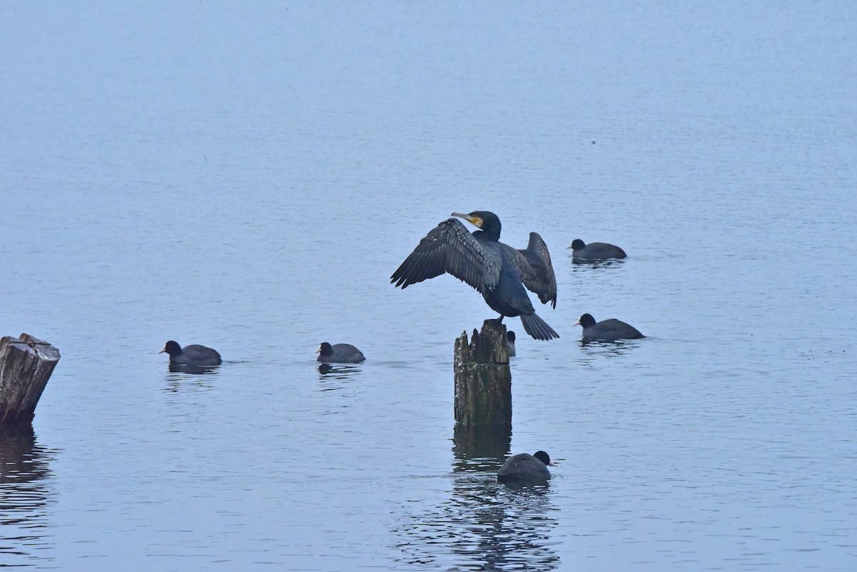 Халзан түнжүүр - ML43519991